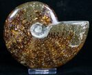 Wide Cleoniceras Ammonite - Madagascar #5207-1